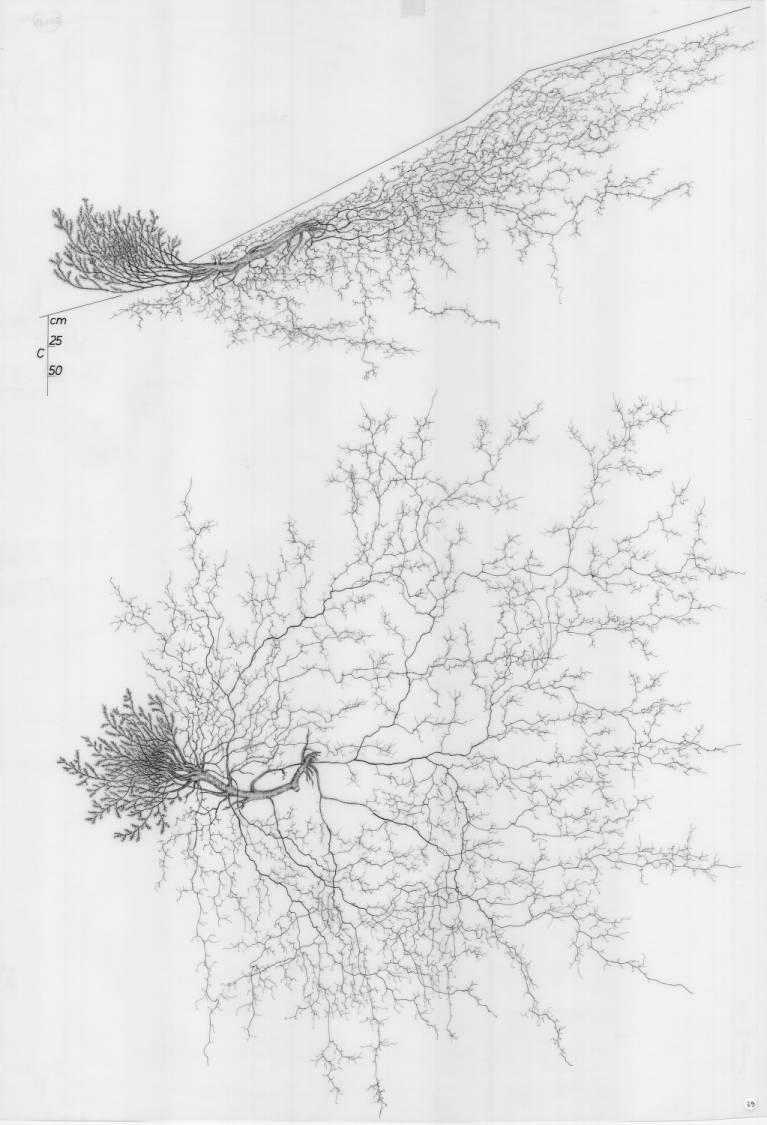 A drawing of a plant's root system from the linked website.
- plant height: 85 centimeters / 33.5 inches
- root depth: 162 centimeters / 63.8 inches
- root system diameter: 567 centimeters / 223.2 inches