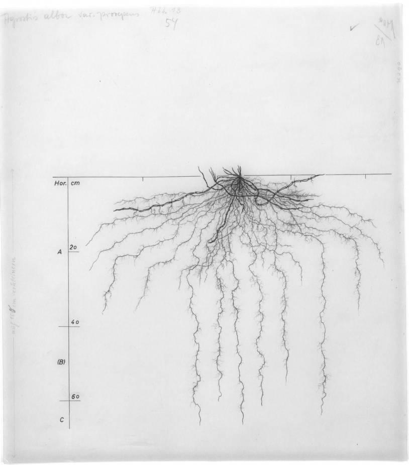 A drawing of a plant's root system from the linked website.
- plant height: 60 centimeters / 23.6 inches
- root depth: 67 centimeters / 26.4 inches
- root system diameter: 78 centimeters / 30.7 inches