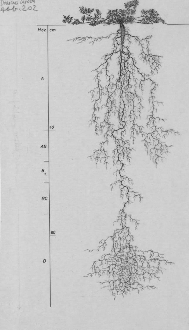 A drawing of a plant's root system from the linked website.
- plant height: 10 centimeters / 3.9 inches
- root depth: 105 centimeters / 41.3 inches
- root system diameter: 43 centimeters / 16.9 inches