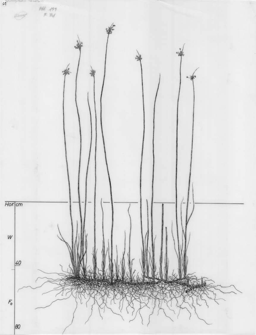 A drawing of a plant's root system from the linked website.