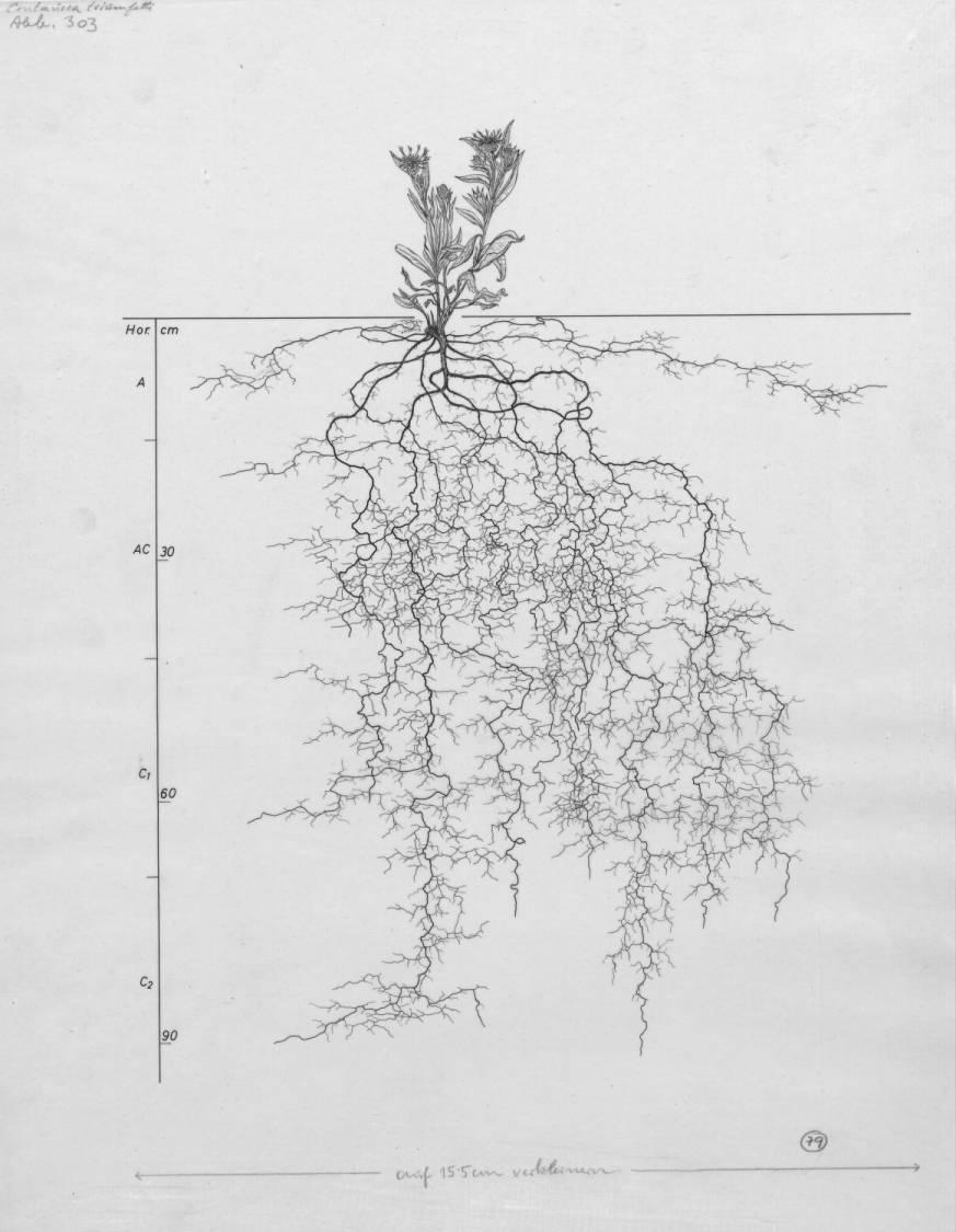 A drawing of a plant's root system from the linked website.

- plant height: 25 centimeters / 9.8 inches
- root depth: 92 centimeters / 36.2 inches
- root system diameter: 86 centimeters / 33.9 inches