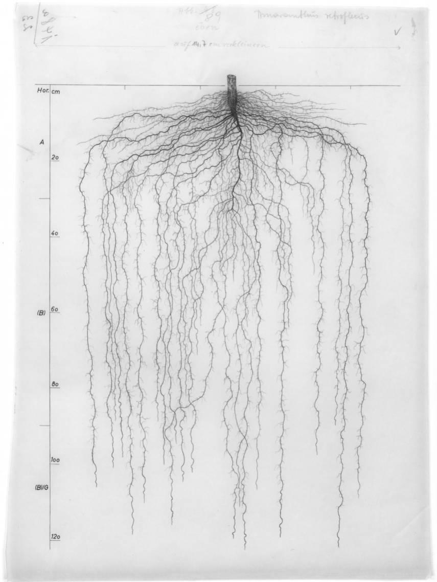 A drawing of a plant's root system from the linked website.

- plant height: 150 centimeters / 59.1 inches
- root depth: 122 centimeters / 48.0 inches
- root system diameter: 76 centimeters / 29.9 inches