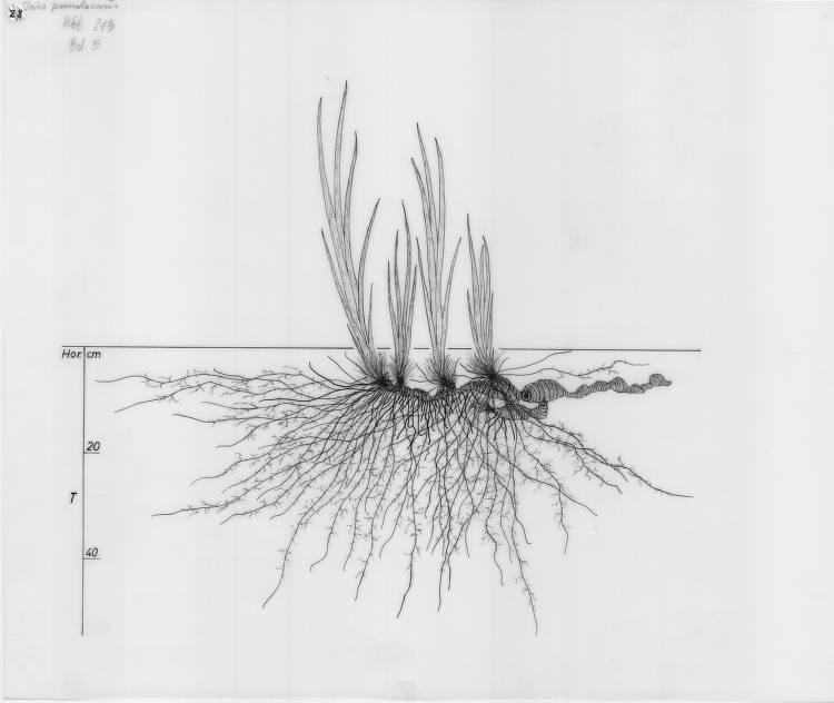 A drawing of a plant's root system from the linked website.