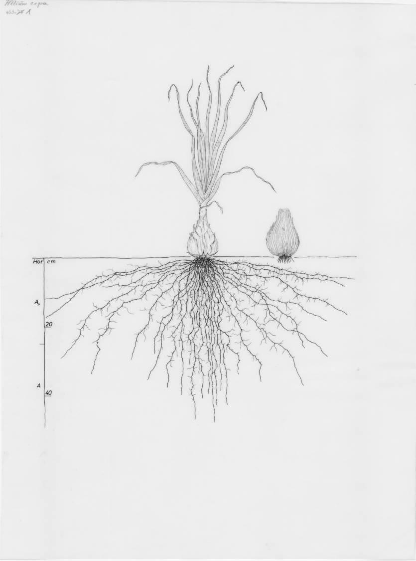 A drawing of a plant's root system from the linked website.
