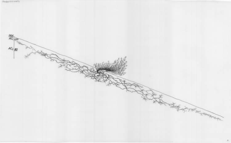 A drawing of a plant's root system from the linked website.

- plant height: 120 centimeters / 47.2 inches
- root depth: 80 centimeters / 31.5 inches
- root system diameter: 1280 centimeters / 503.9 inches