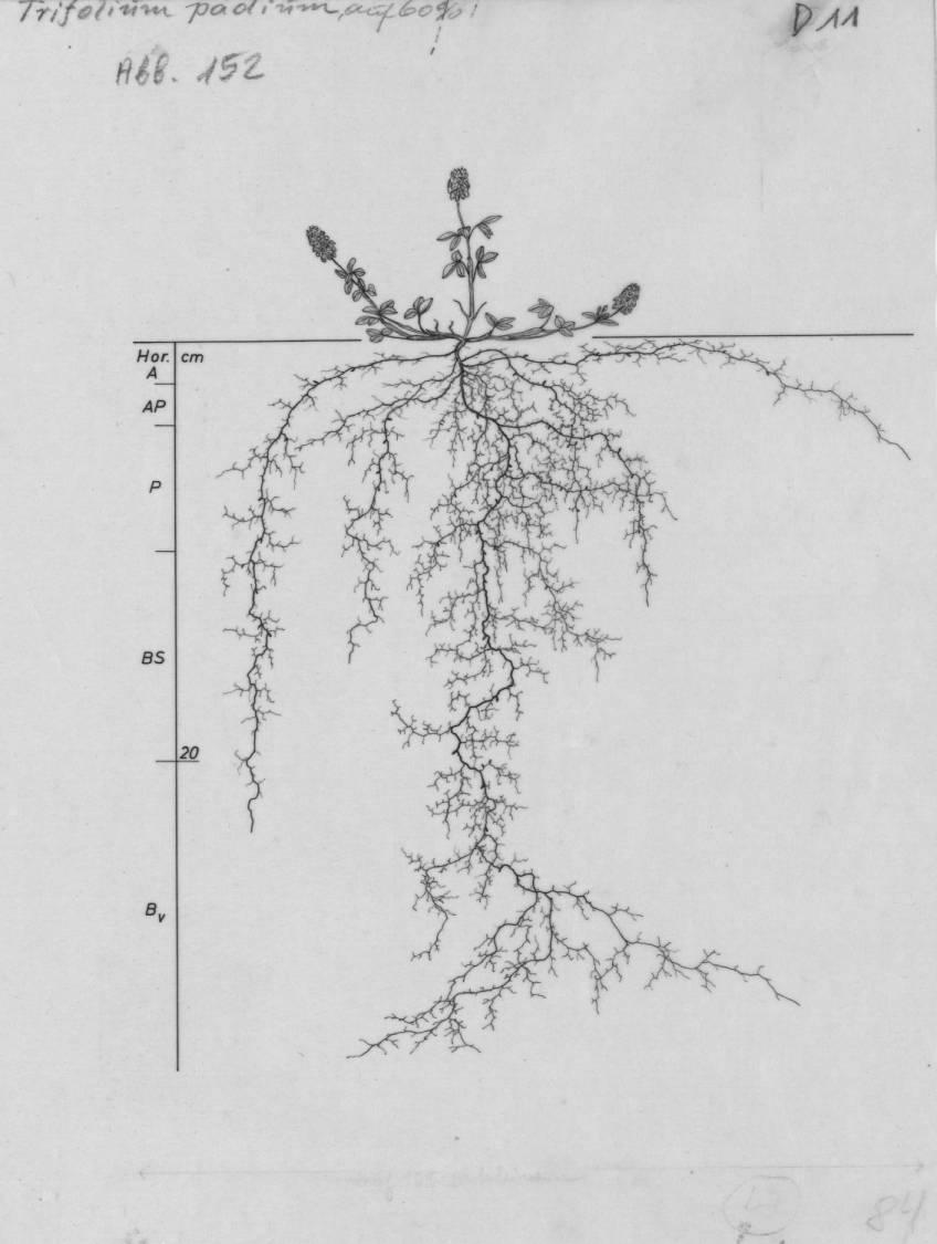 A drawing of a plant's root system from the linked website.

- plant height: 8 centimeters / 3.1 inches
- root depth: 34 centimeters / 13.4 inches
- root system diameter: 33 centimeters / 13.0 inches
