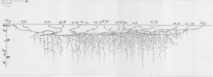 A drawing of a plant's root system from the linked website.