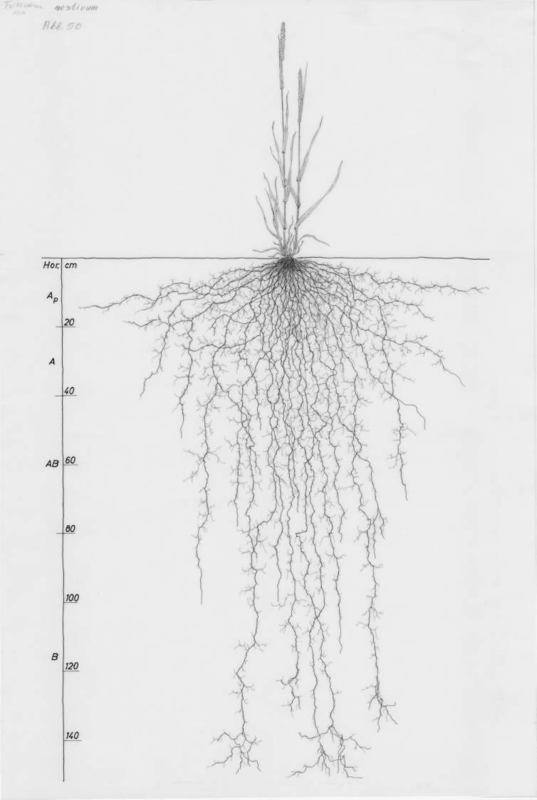 A drawing of a plant's root system from the linked website.