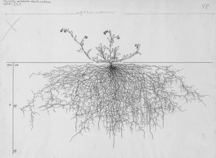 A drawing of a plant's root system from the linked website.

- plant height: 50 centimeters / 19.7 inches
- root depth: 37 centimeters / 14.6 inches
- root system diameter: 85 centimeters / 33.5 inches