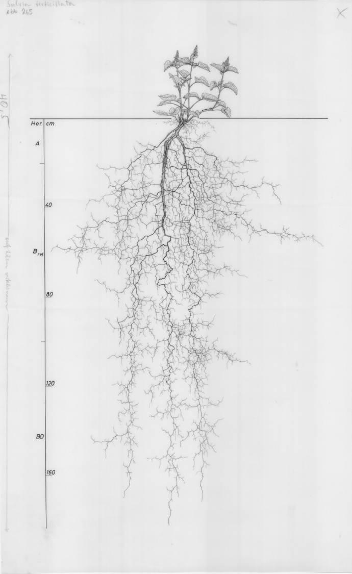 A drawing of a plant's root system from the linked website.

- plant height: 32 centimeters / 12.6 inches
- root depth: 180 centimeters / 70.9 inches
- root system diameter: 121 centimeters / 47.6 inches