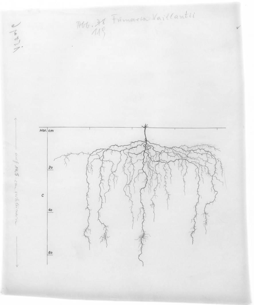 A drawing of a plant's root system from the linked website.

- plant height: 20 centimeters / 7.9 inches
- root depth: 64 centimeters / 25.2 inches
- root system diameter: 79 centimeters / 31.1 inches