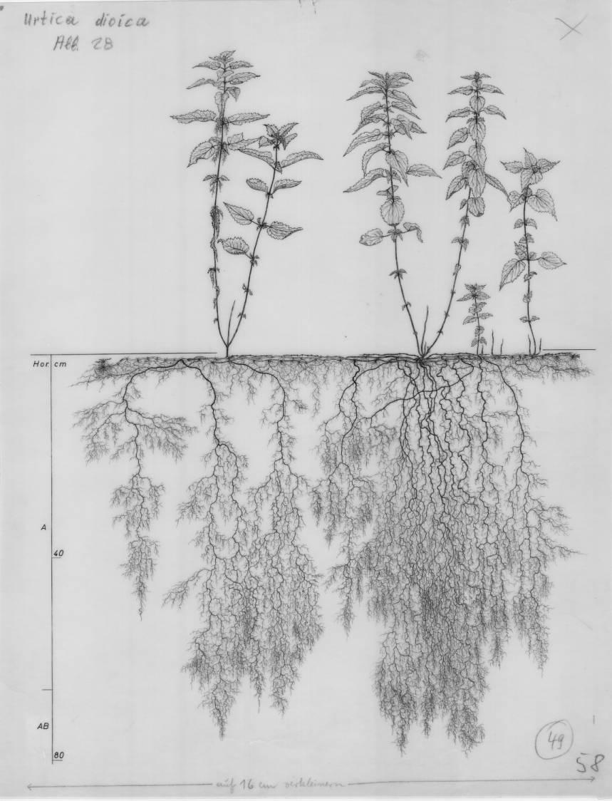 A drawing of a plant's root system from the linked website.

- plant height: 59 centimeters / 23.2 inches
- root depth: 80 centimeters / 31.5 inches
- root system diameter: 103 centimeters / 40.6 inches