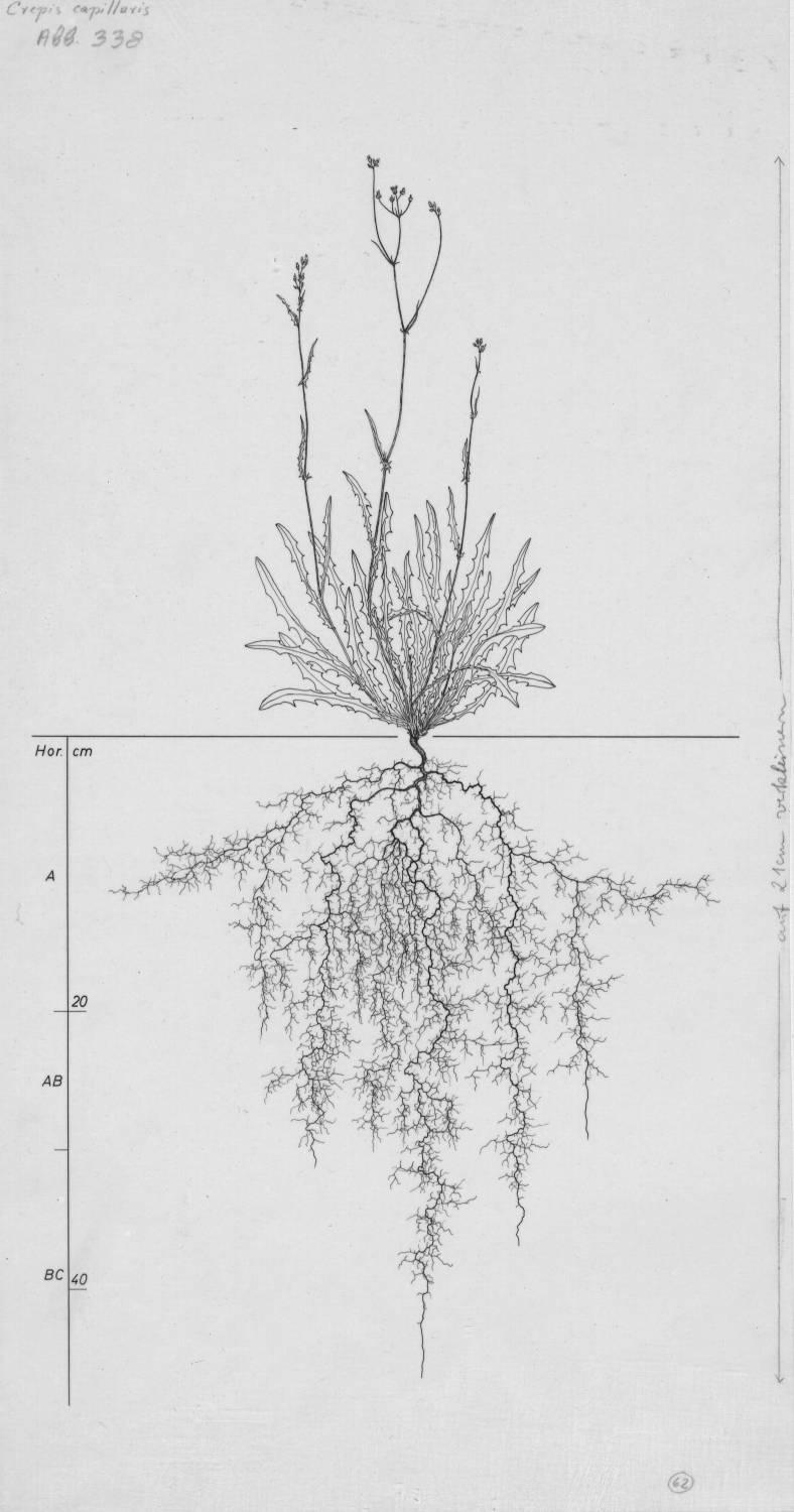 A drawing of a plant's root system from the linked website.

- plant height: 42 centimeters / 16.5 inches
- root depth: 46 centimeters / 18.1 inches
- root system diameter: 44 centimeters / 17.3 inches