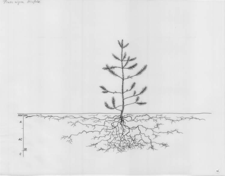 A drawing of a plant's root system from the linked website.

- plant height: 60 centimeters / 23.6 inches
- root depth: 32 centimeters / 12.6 inches
- root system diameter: 144 centimeters / 56.7 inches