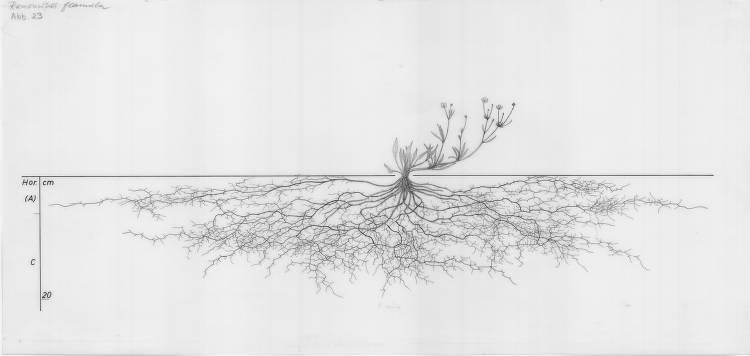 A drawing of a plant's root system from the linked website.

- plant height: 13 centimeters / 5.1 inches
- root depth: 20 centimeters / 7.9 inches
- root system diameter: 104 centimeters / 40.9 inches