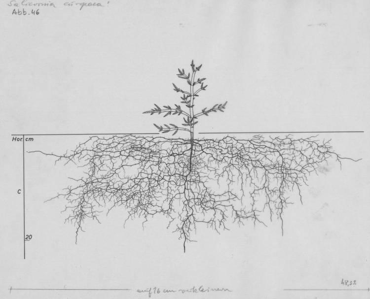 A drawing of a plant's root system from the linked website.

- plant height: 14 centimeters / 5.5 inches
- root depth: 23 centimeters / 9.1 inches
- root system diameter: 63 centimeters / 24.8 inches