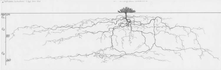 A drawing of a plant's root system from the linked website.