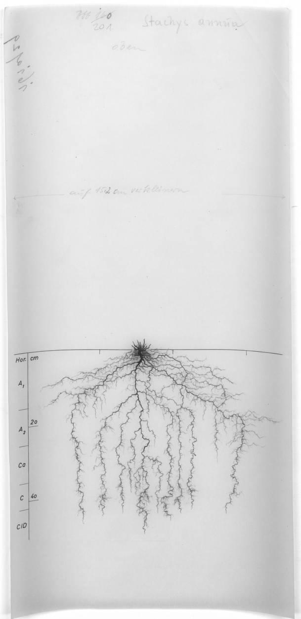 A drawing of a plant's root system from the linked website.

- plant height: 35 centimeters / 13.8 inches
- root depth: 50 centimeters / 19.7 inches
- root system diameter: 66 centimeters / 26.0 inches
