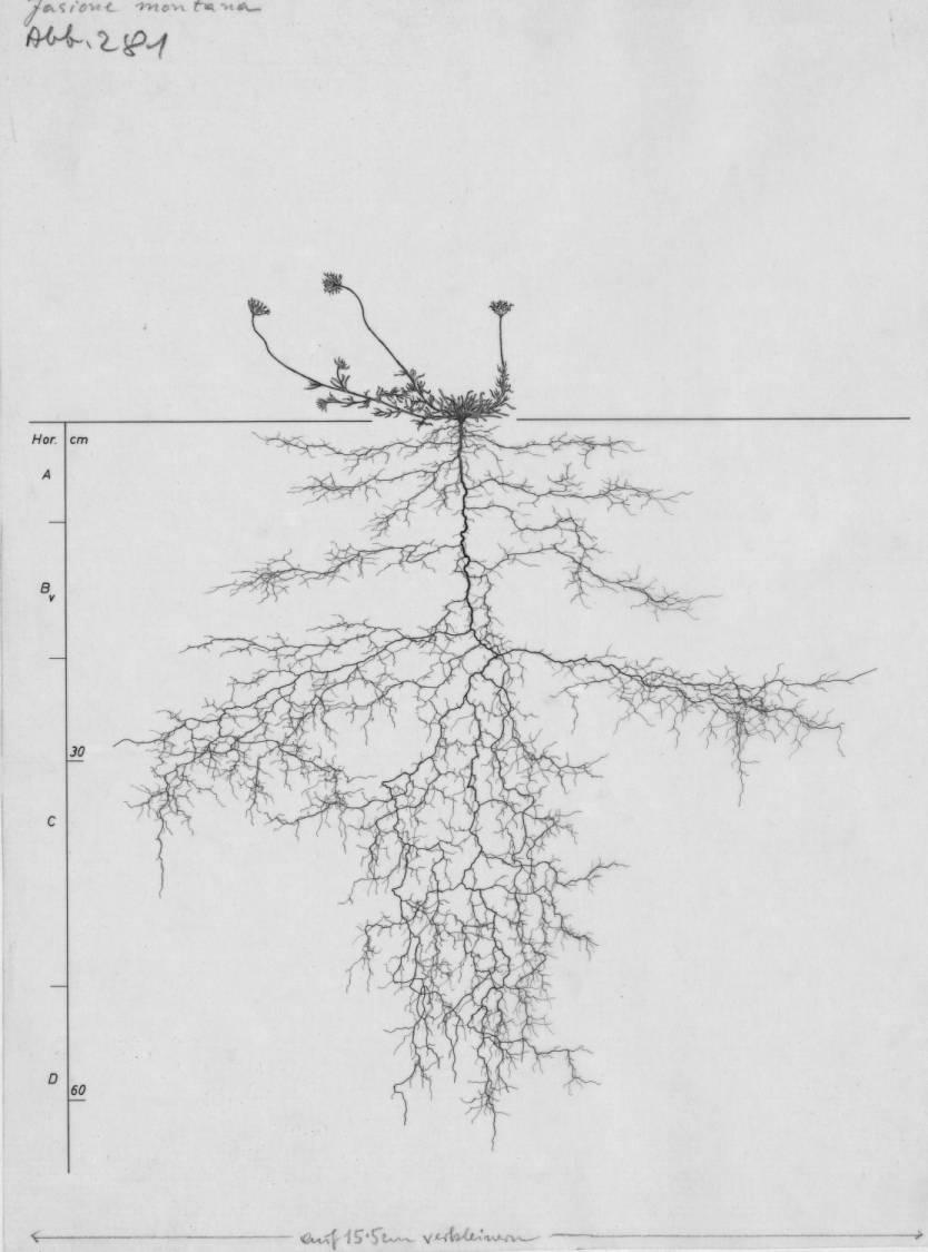A drawing of a plant's root system from the linked website.

- plant height: 13 centimeters / 5.1 inches
- root depth: 63 centimeters / 24.8 inches
- root system diameter: 67 centimeters / 26.4 inches