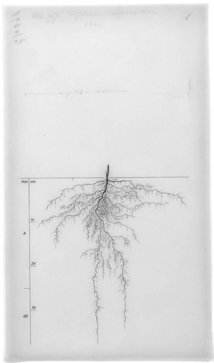 A drawing of a plant's root system from the linked website.

- plant height: 60 centimeters / 23.6 inches
- root depth: 40 centimeters / 15.7 inches
- root system diameter: 35 centimeters / 13.8 inches
