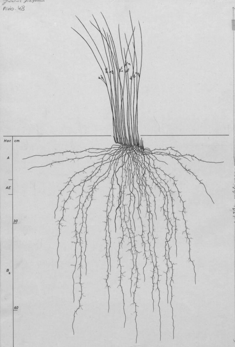 A drawing of a plant's root system from the linked website.

- plant height: 43 centimeters / 16.9 inches
- root depth: 71 centimeters / 28.0 inches
- root system diameter: 70 centimeters / 27.6 inches