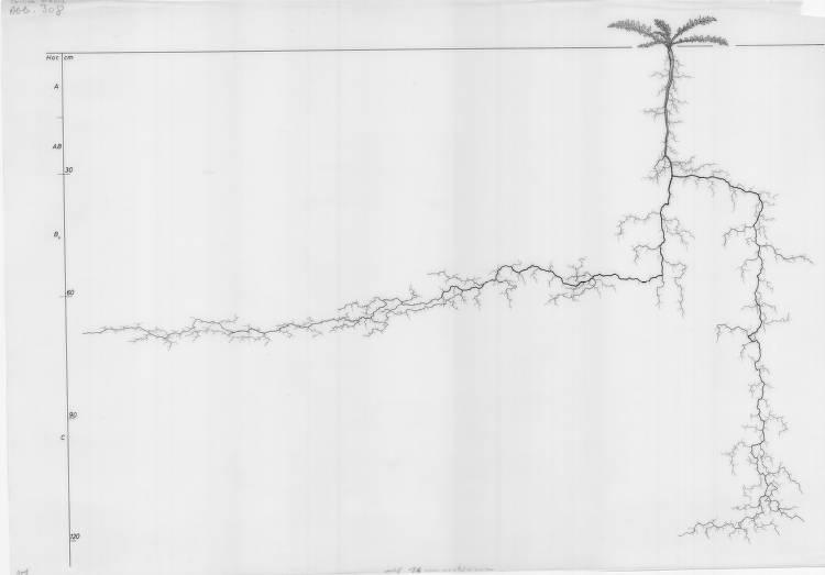 A drawing of a plant's root system from the linked website.

- plant height: 8 centimeters / 3.1 inches
- root depth: 123 centimeters / 48.4 inches
- root system diameter: 178 centimeters / 70.1 inches