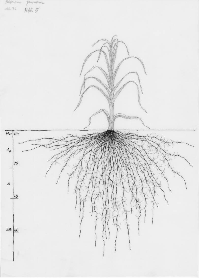 A drawing of a plant's root system from the linked website.