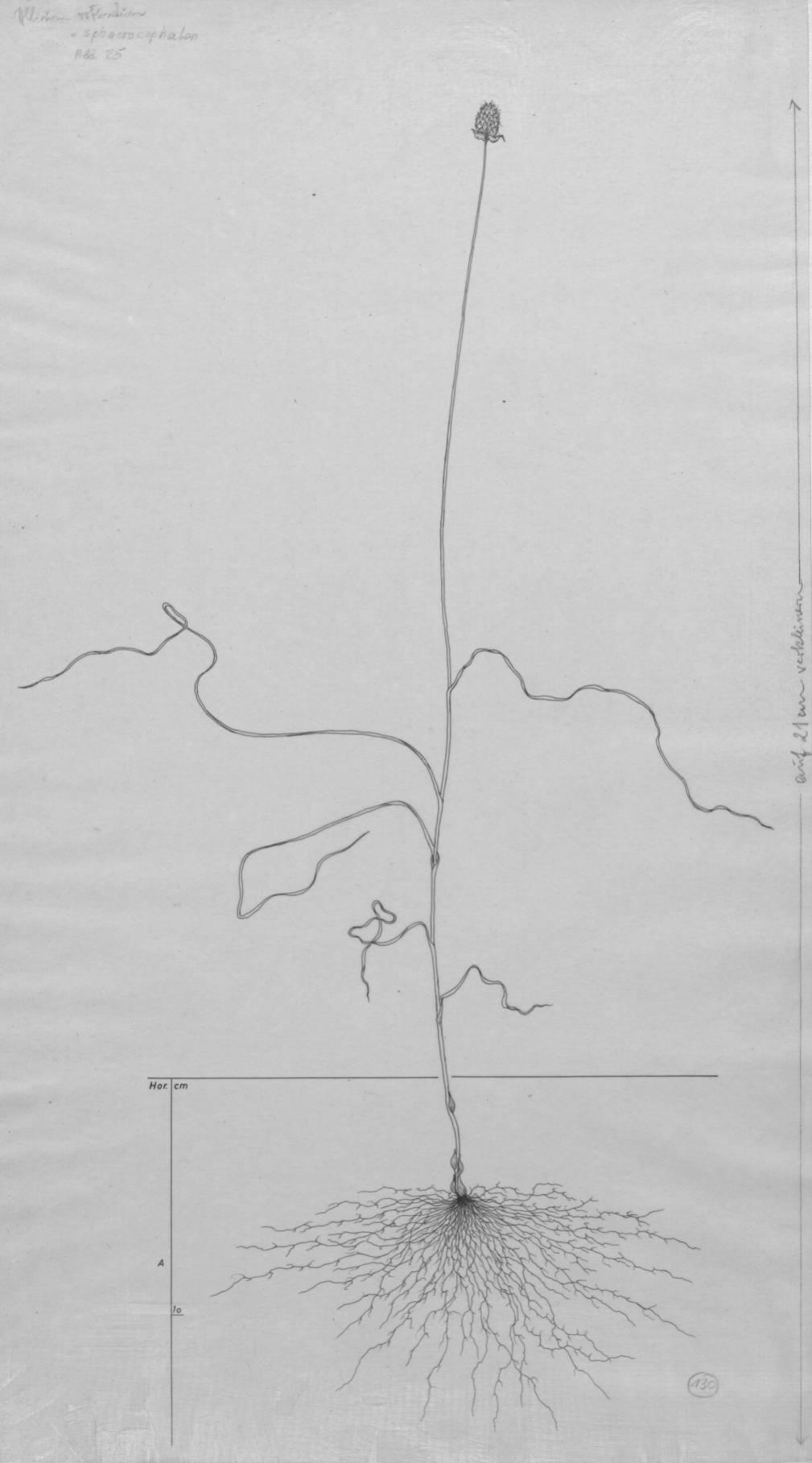 A drawing of a plant's root system from the linked website.

- plant height: 40 centimeters / 15.7 inches
- root depth: 15 centimeters / 5.9 inches
- root system diameter: 20 centimeters / 7.9 inches