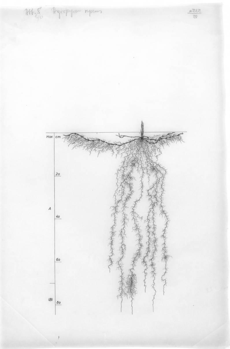 A drawing of a plant's root system from the linked website.

- plant height: 120 centimeters / 47.2 inches
- root depth: 85 centimeters / 33.5 inches
- root system diameter: 56 centimeters / 22.0 inches