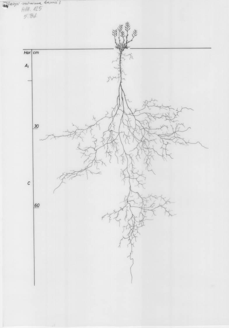 A drawing of a plant's root system from the linked website.