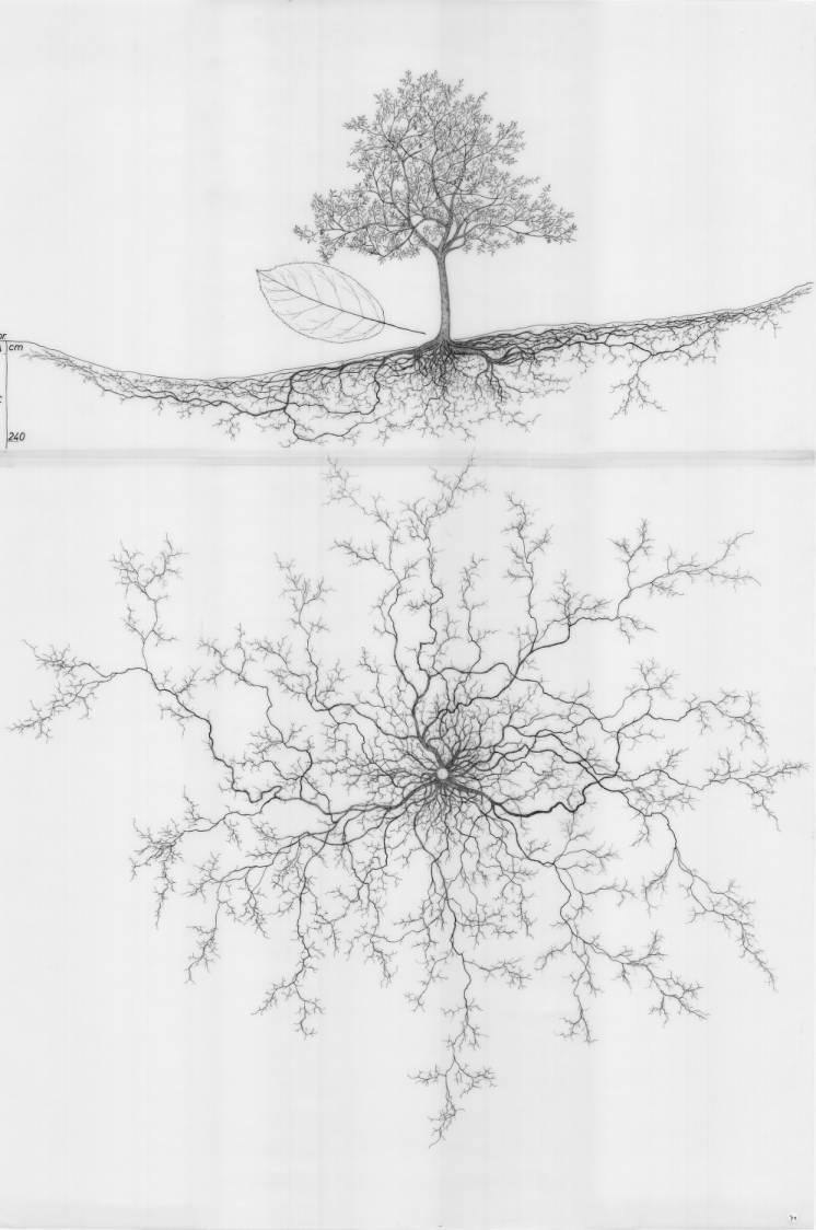 A drawing of a plant's root system from the linked website.

- plant height: 645 centimeters / 253.9 inches
- root depth: 240 centimeters / 94.5 inches
- root system diameter: 1920 centimeters / 755.9 inches