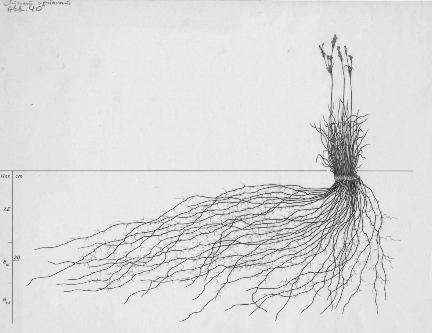 A drawing of a plant's root system from the linked website.

- plant height: 30 centimeters / 11.8 inches
- root depth: 33 centimeters / 13.0 inches
- root system diameter: 84 centimeters / 33.1 inches