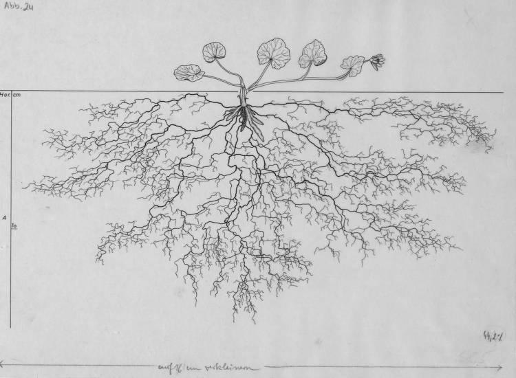 A drawing of a plant's root system from the linked website.

- plant height: 4 centimeters / 1.6 inches
- root depth: 6 centimeters / 2.4 inches
- root system diameter: 34 centimeters / 13.4 inches