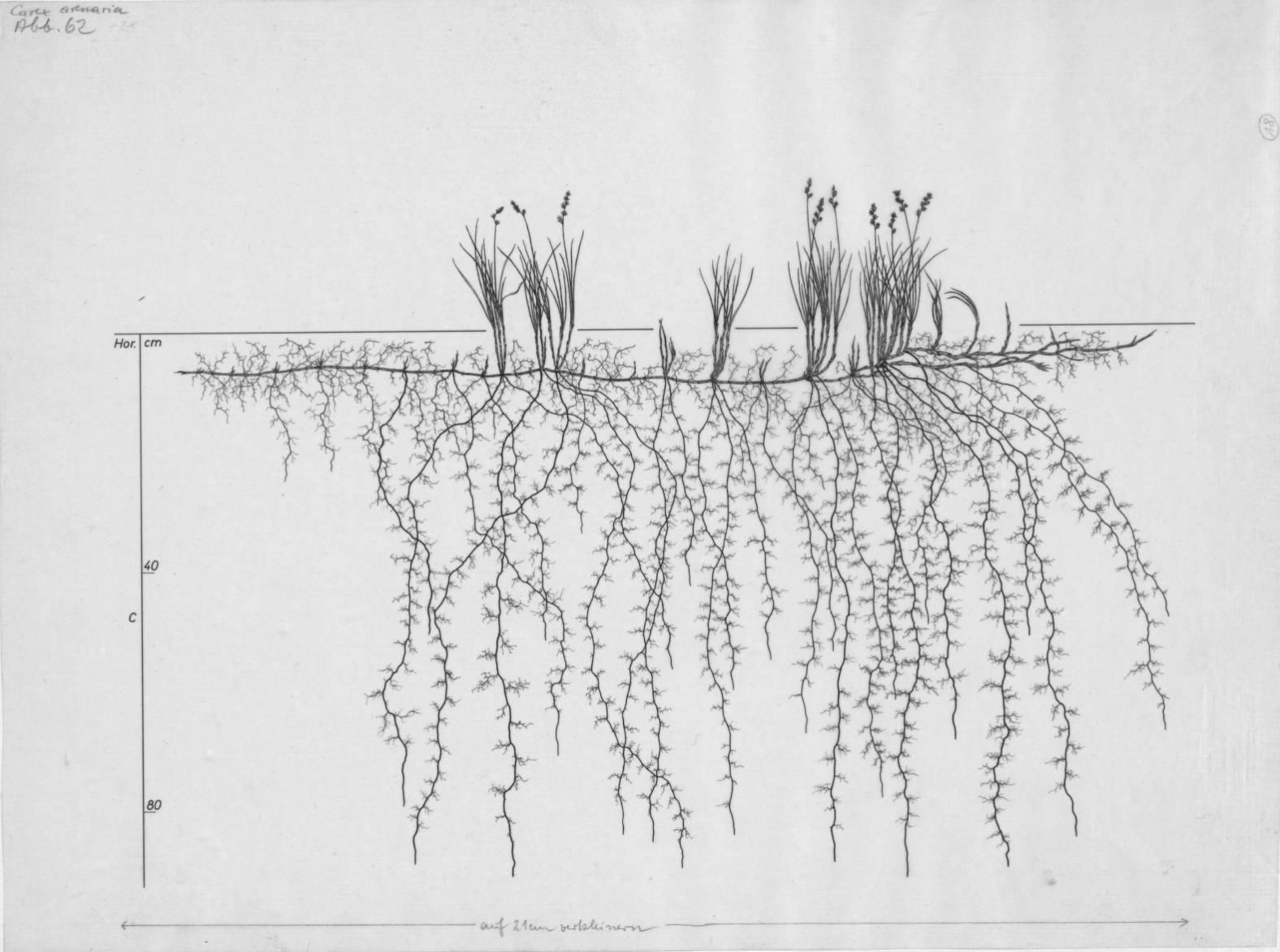A drawing of a plant's root system from the linked website.

- plant height: 27 centimeters / 10.6 inches
- root depth: 102 centimeters / 40.2 inches
- root system diameter: 178 centimeters / 70.1 inches