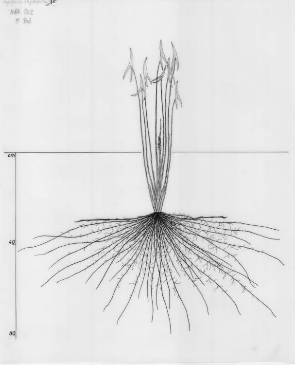 A drawing of a plant's root system from the linked website.