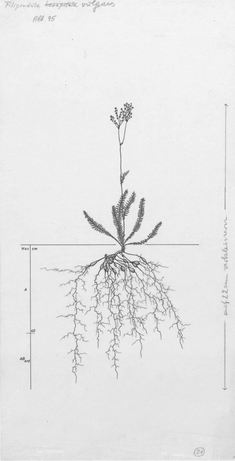 A drawing of a plant's root system from the linked website.

- plant height: 64 centimeters / 25.2 inches
- root depth: 62 centimeters / 24.4 inches
- root system diameter: 67 centimeters / 26.4 inches