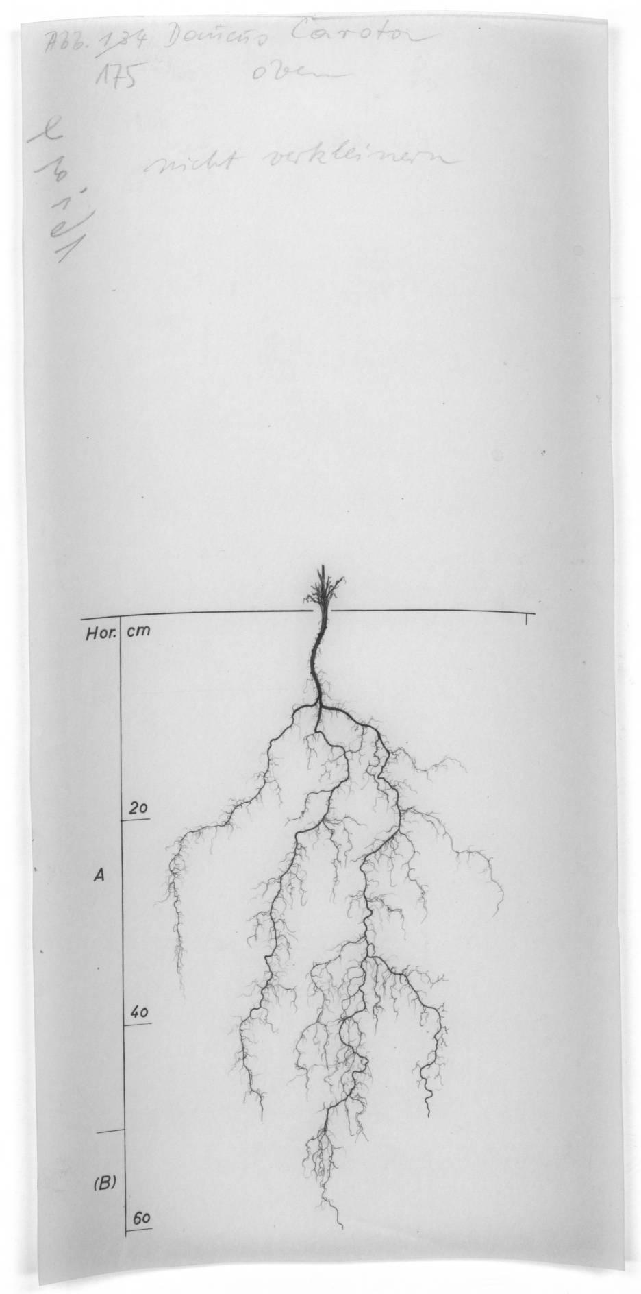 A drawing of a plant's root system from the linked website.

- plant height: 80 centimeters / 31.5 inches
- root depth: 60 centimeters / 23.6 inches
- root system diameter: 20 centimeters / 7.9 inches