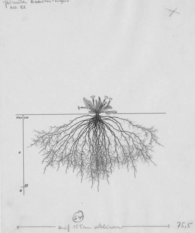 A drawing of a plant's root system from the linked website.

- plant height: 5 centimeters / 2.0 inches
- root depth: 22 centimeters / 8.7 inches
- root system diameter: 38 centimeters / 15.0 inches