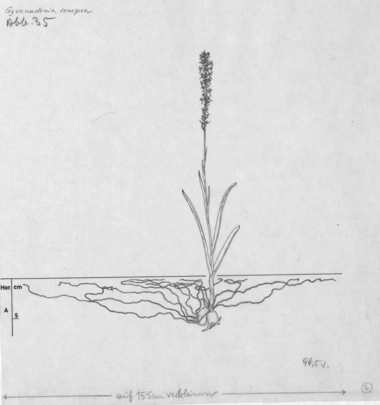 A drawing of a plant's root system from the linked website.

- plant height: 27 centimeters / 10.6 inches
- root depth: 7 centimeters / 2.8 inches
- root system diameter: 38 centimeters / 15.0 inches