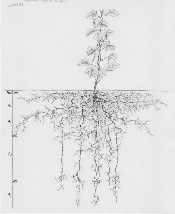 A drawing of a plant's root system from the linked website.
