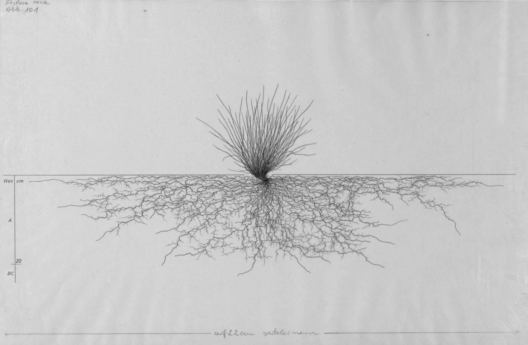 A drawing of a plant's root system from the linked website.

- plant height: 21 centimeters / 8.3 inches
- root depth: 23 centimeters / 9.1 inches
- root system diameter: 106 centimeters / 41.7 inches