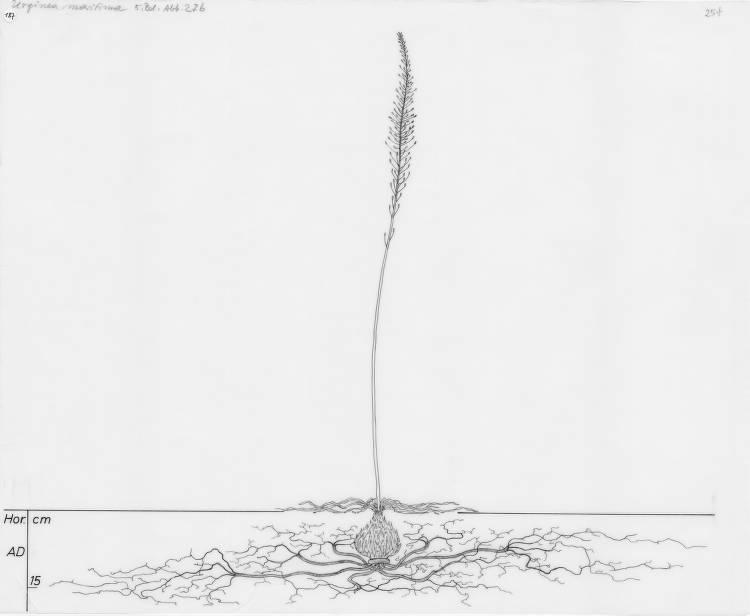 A drawing of a plant's root system from the linked website.