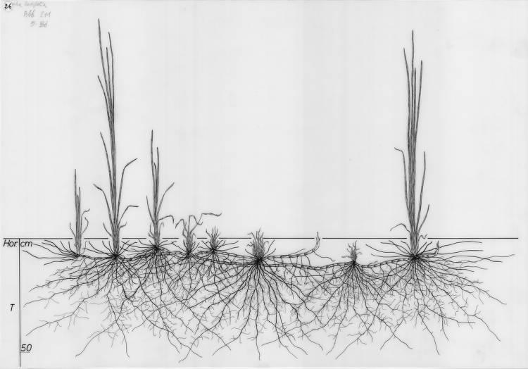 A drawing of a plant's root system from the linked website.