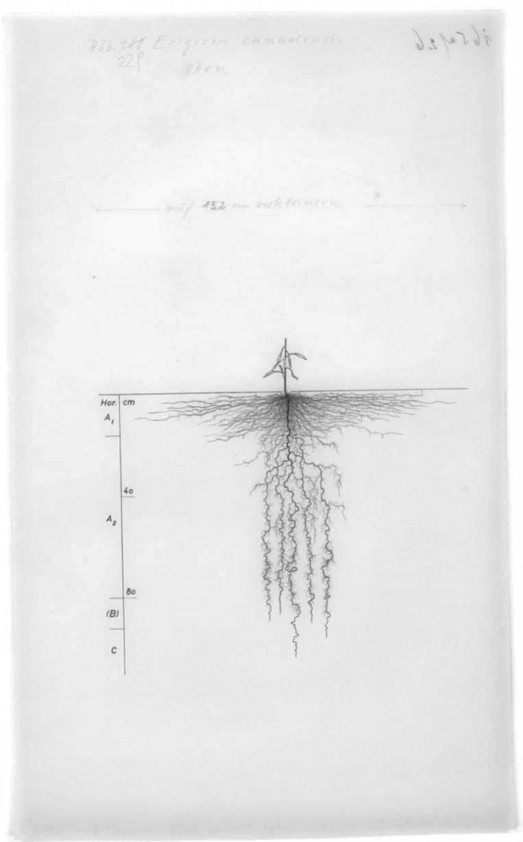 A drawing of a plant's root system from the linked website.

- plant height: 98 centimeters / 38.6 inches
- root depth: 105 centimeters / 41.3 inches
- root system diameter: 125 centimeters / 49.2 inches