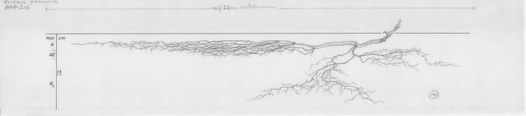 A drawing of a plant's root system from the linked website.

- plant height: 45 centimeters / 17.7 inches
- root depth: 25 centimeters / 9.8 inches
- root system diameter: 136 centimeters / 53.5 inches