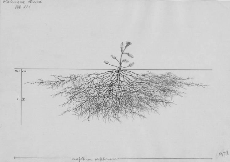 A drawing of a plant's root system from the linked website.

- plant height: 9 centimeters / 3.5 inches
- root depth: 17 centimeters / 6.7 inches
- root system diameter: 58 centimeters / 22.8 inches