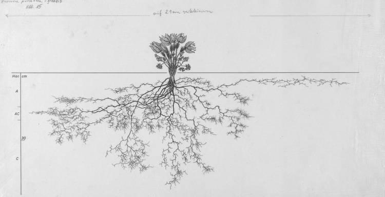 A drawing of a plant's root system from the linked website.

- plant height: 17 centimeters / 6.7 inches
- root depth: 51 centimeters / 20.1 inches
- root system diameter: 141 centimeters / 55.5 inches