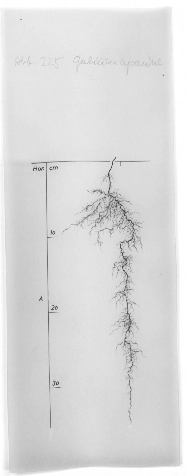 A drawing of a plant's root system from the linked website.

- plant height: 40 centimeters / 15.7 inches
- root depth: 35 centimeters / 13.8 inches
- root system diameter: 10 centimeters / 3.9 inches