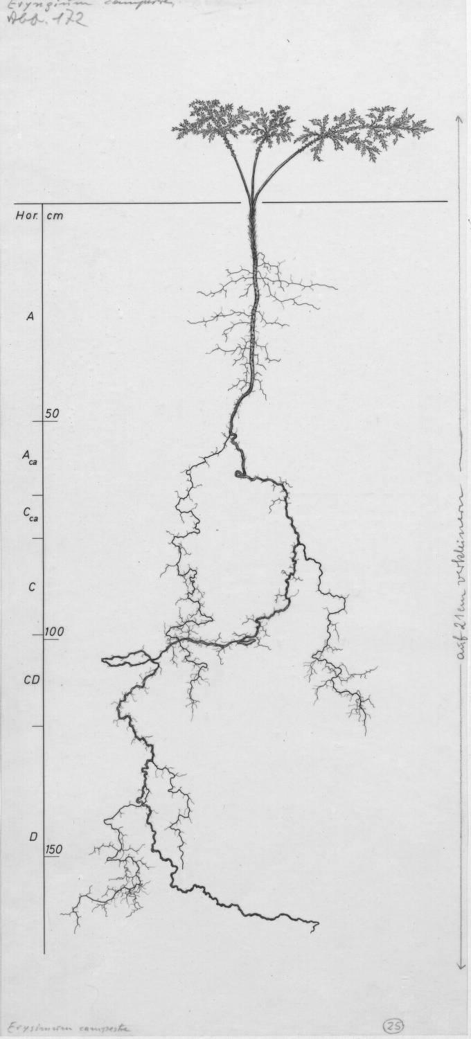 A drawing of a plant's root system from the linked website.

- plant height: 24 centimeters / 9.4 inches
- root depth: 168 centimeters / 66.1 inches
- root system diameter: 74 centimeters / 29.1 inches