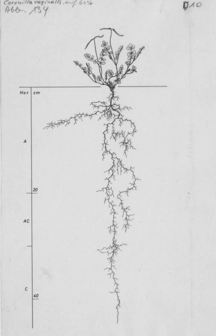 A drawing of a plant's root system from the linked website.

- plant height: 11 centimeters / 4.3 inches
- root depth: 45 centimeters / 17.7 inches
- root system diameter: 18 centimeters / 7.1 inches